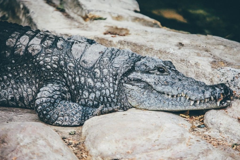 A crocodile