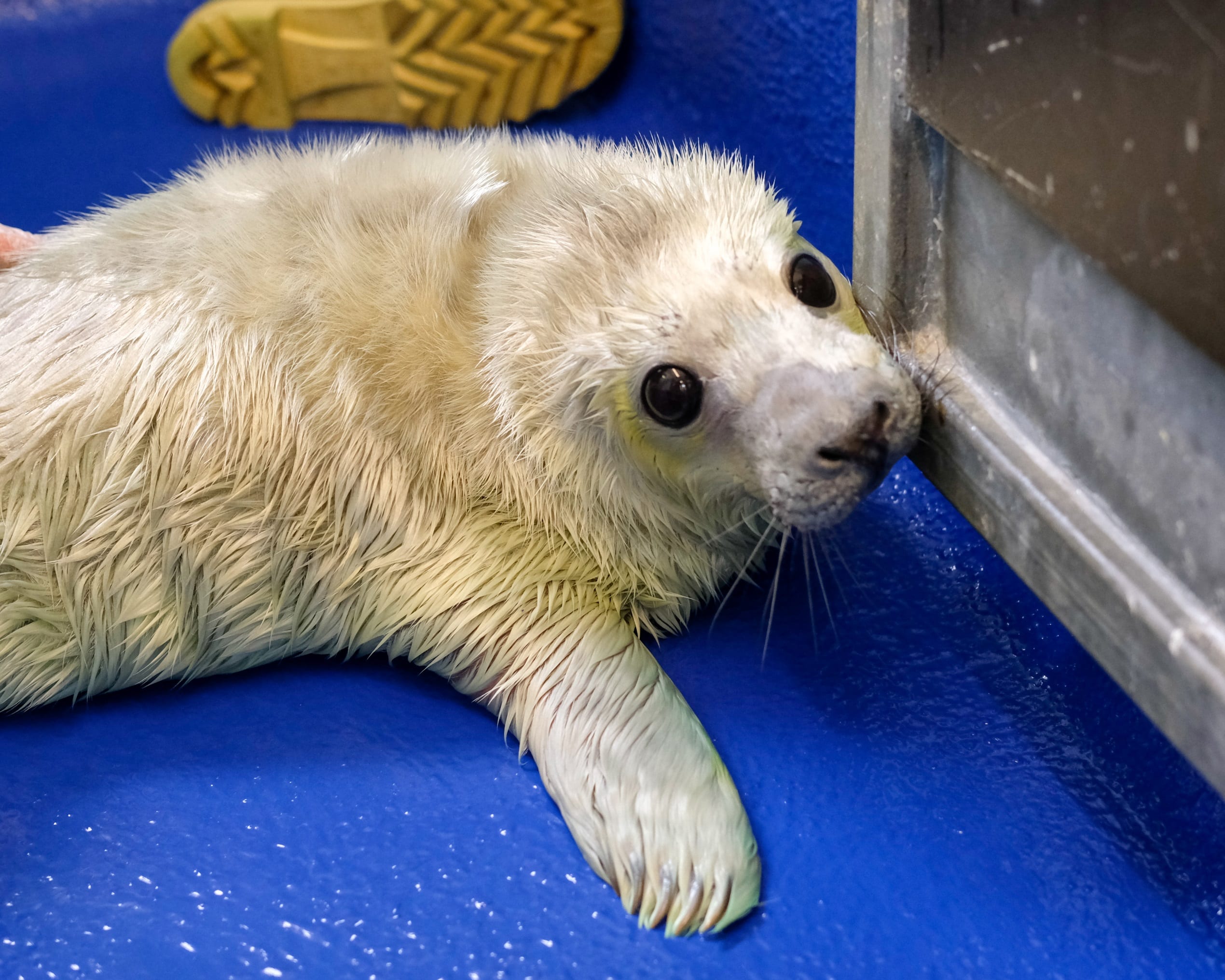 Cornish Seal Sanctuary