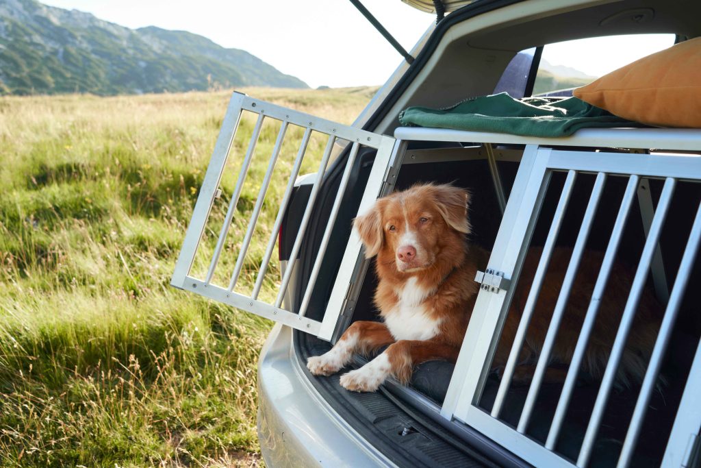 The dos of driving with dogs