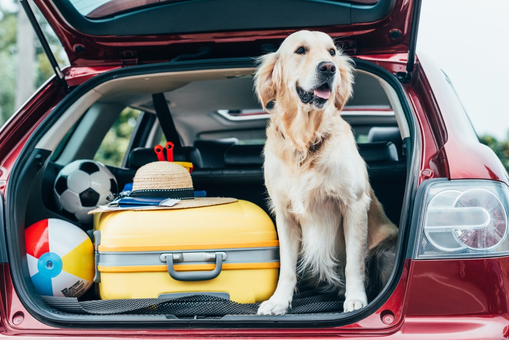 Driving with dogs the do’s and don’ts Dayinsure
